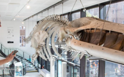 Creative AI – Public Invited to Chat with Dead Animals