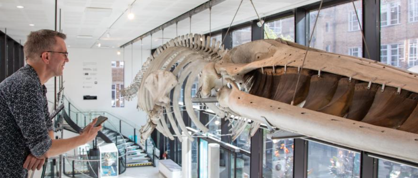 The University of Cambridge's Biodiversity Museum with a giant whale skeleton